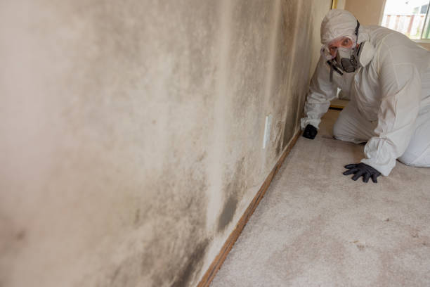 Best Water Damage & Mold Remediation  in Jackson, GA